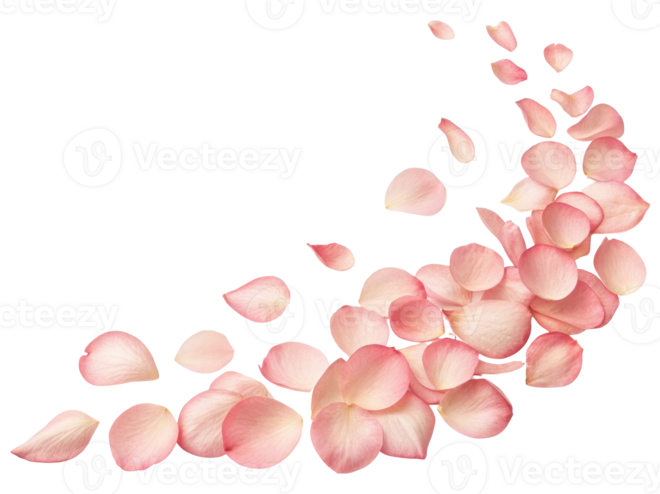 Delicate rose petals create beautiful flow of soft pink hues, embodying essence of lovely flower arrangement png