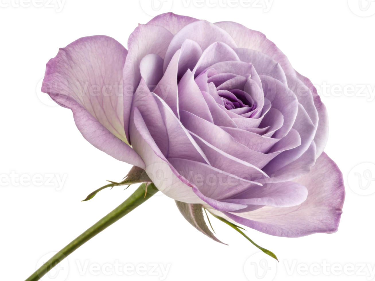 beautiful rose flower with delicate lavender petals showcases elegance and grace, perfect for any floral arrangement or decoration png