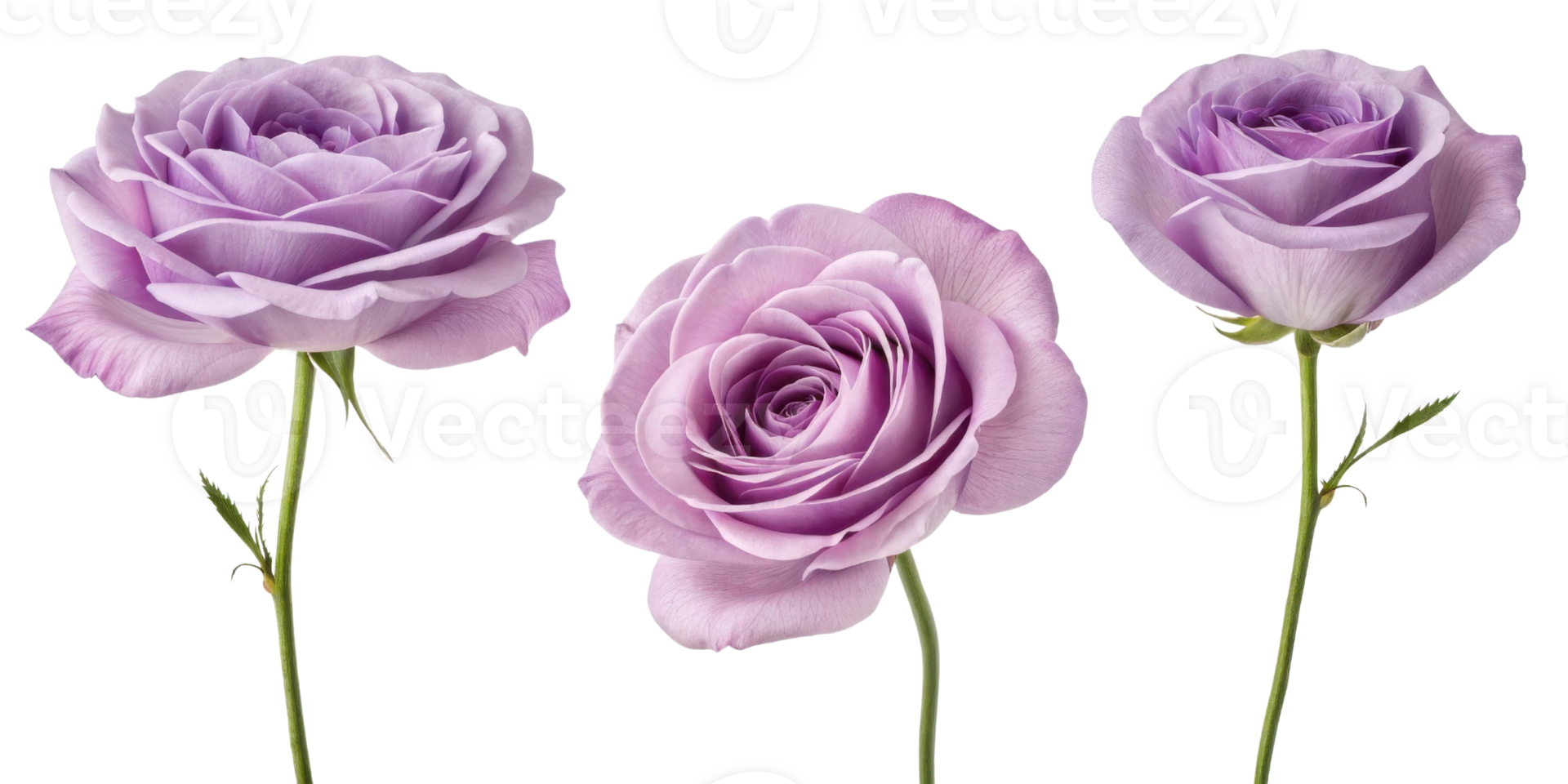 Beautiful lavender roses bloom gracefully, showcasing their delicate petals and vibrant color, perfect for any floral arrangement png