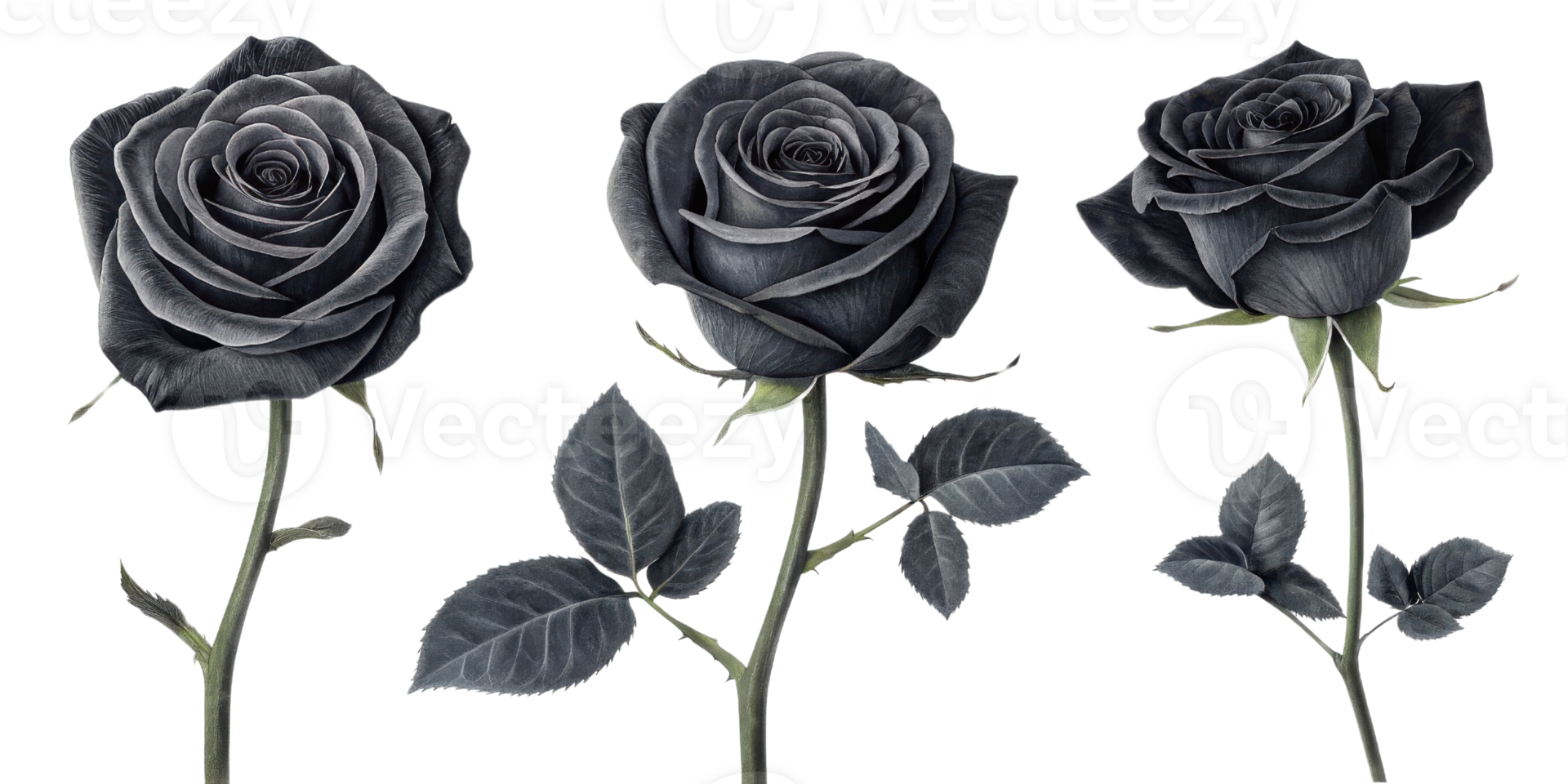 Black roses symbolize mystery and elegance, showcasing beauty of flower that captivates heart png