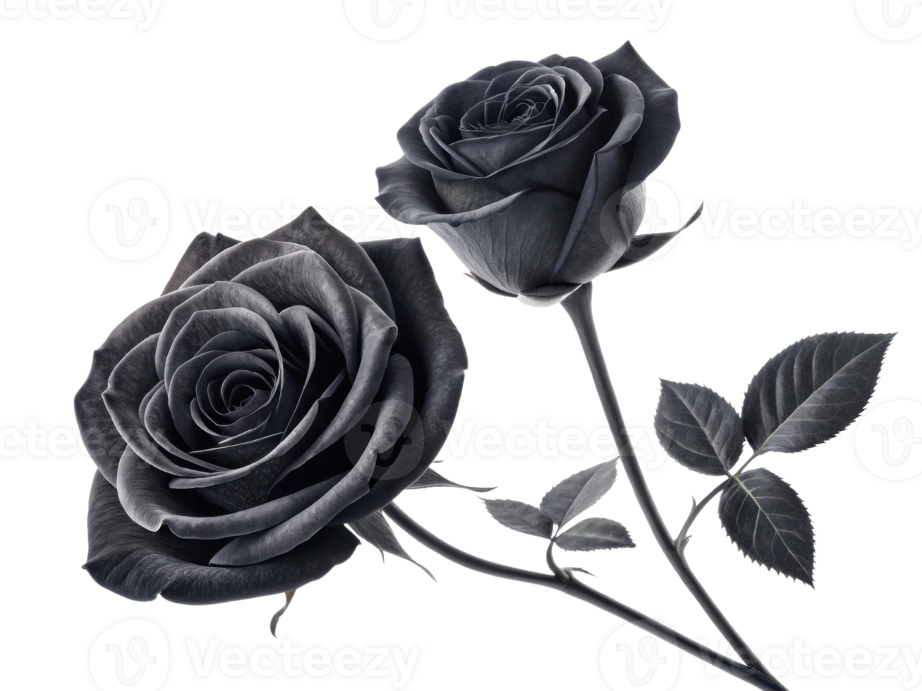 Black roses symbolize mystery and elegance, making them unique flower choice for special occasions png