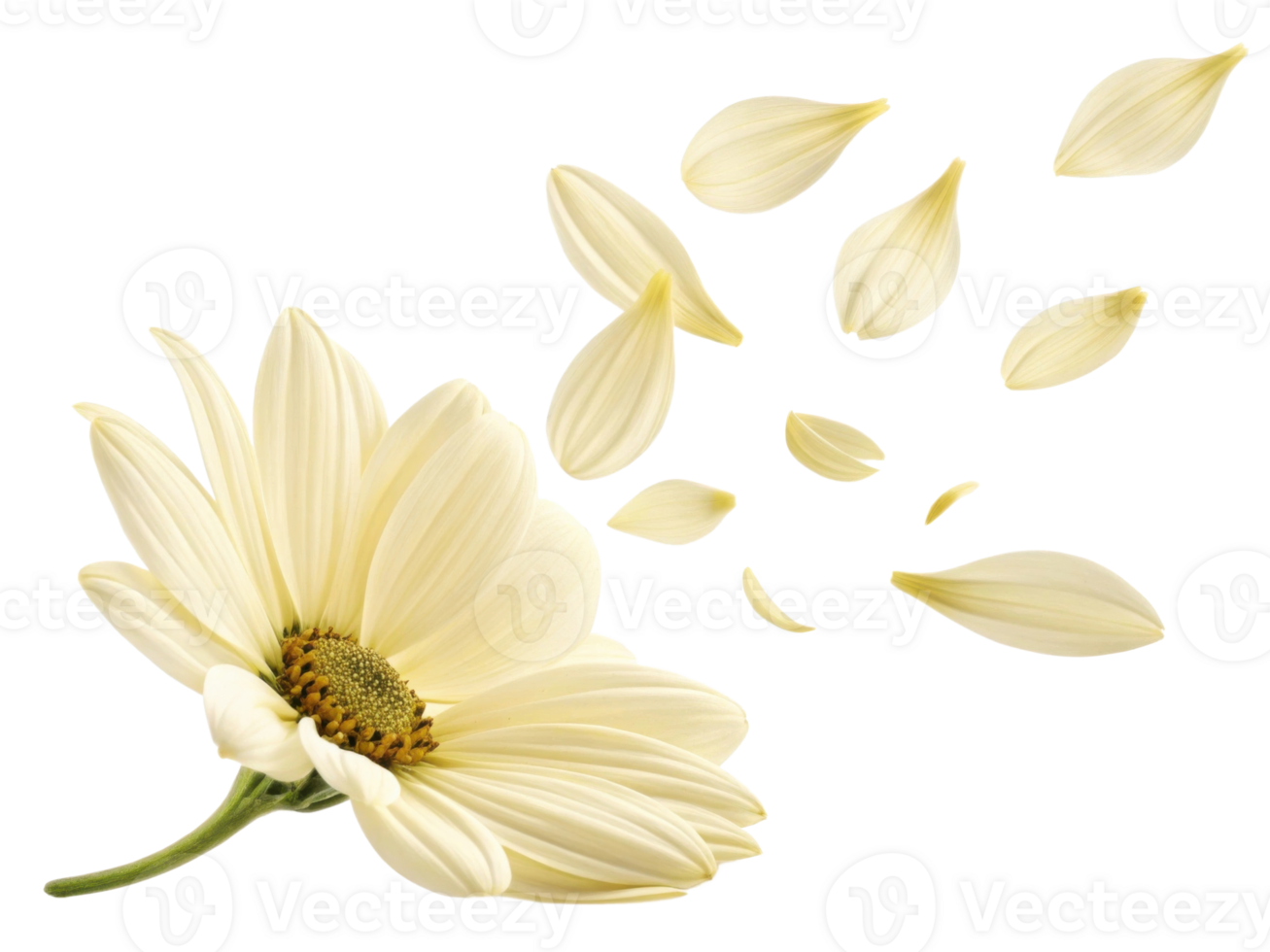 delicate white flower with petals gently falling, symbolizing beauty and transience, captures essence of nature elegance png