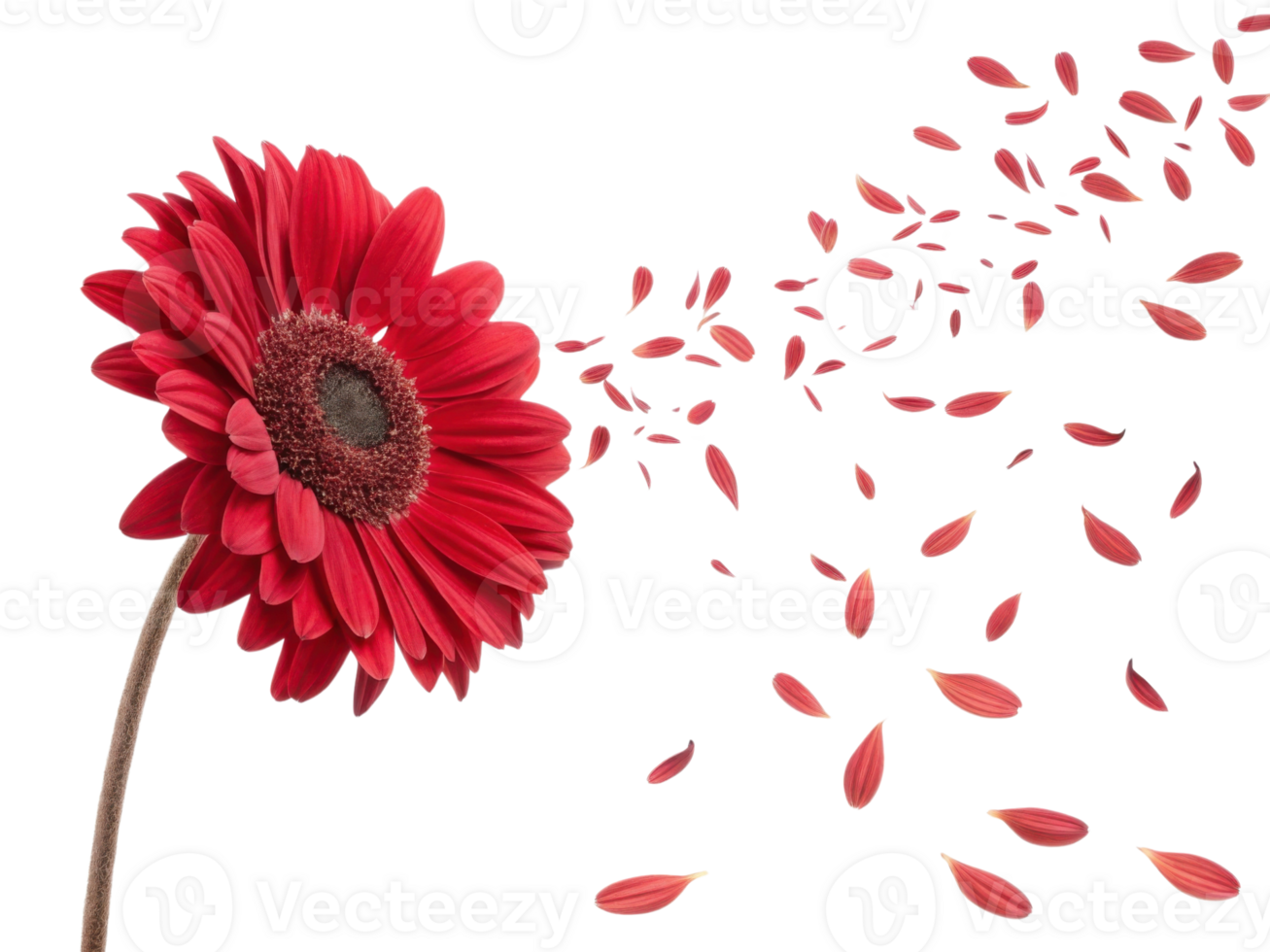 vibrant red flower with petals gracefully scattering in air creates stunning visual of beauty and nature elegance png