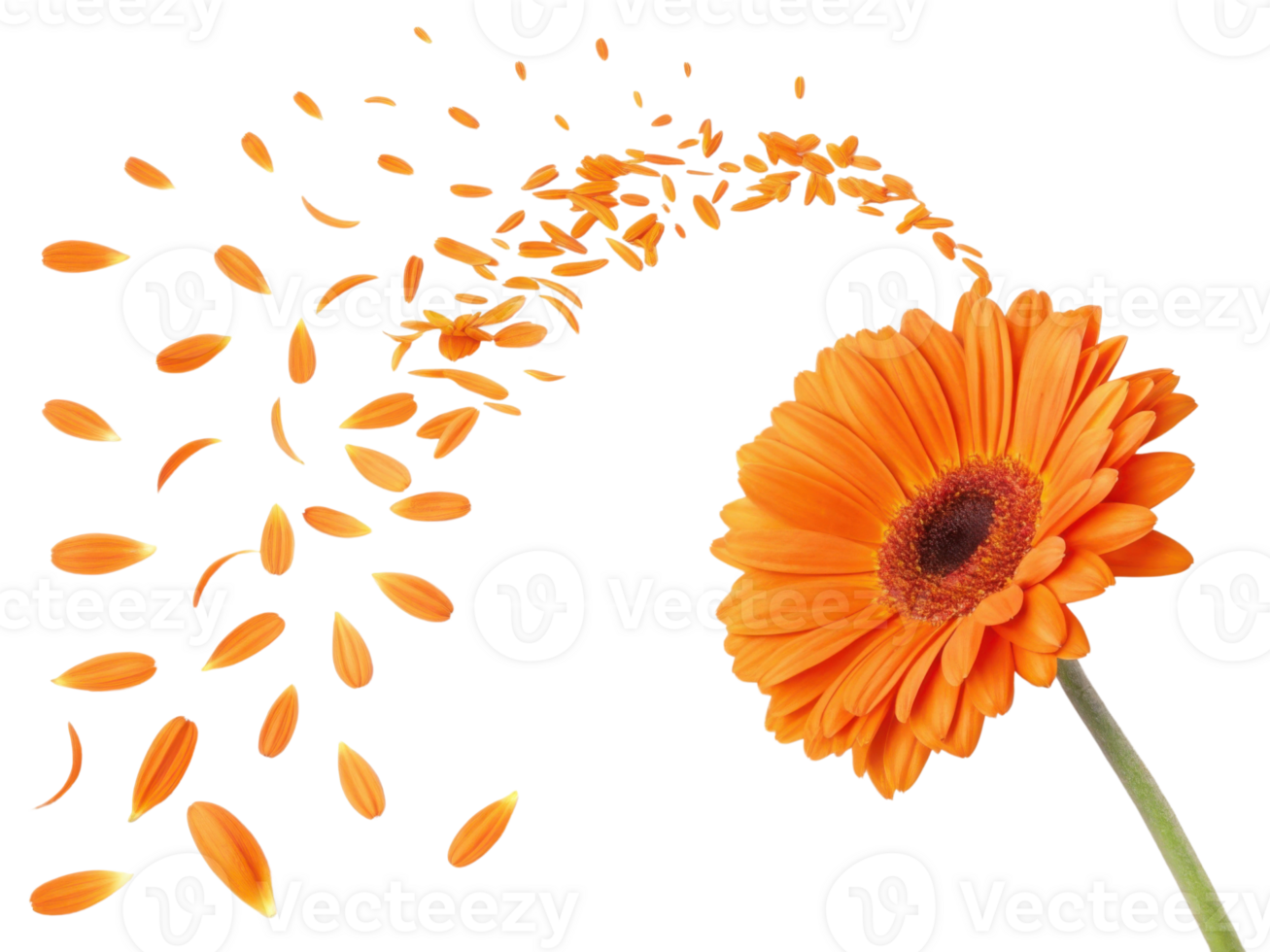 vibrant orange sunflower stands out beautifully, with petals gracefully swirling around it, creating lively and cheerful atmosphere png