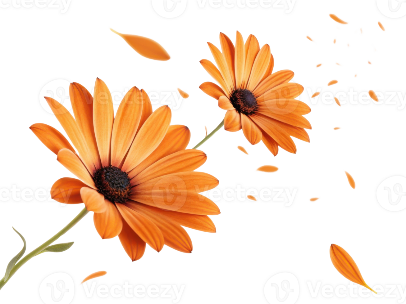 Bright orange flowers dance in breeze as petals flutter gracefully, creating vibrant and cheerful atmosphere png