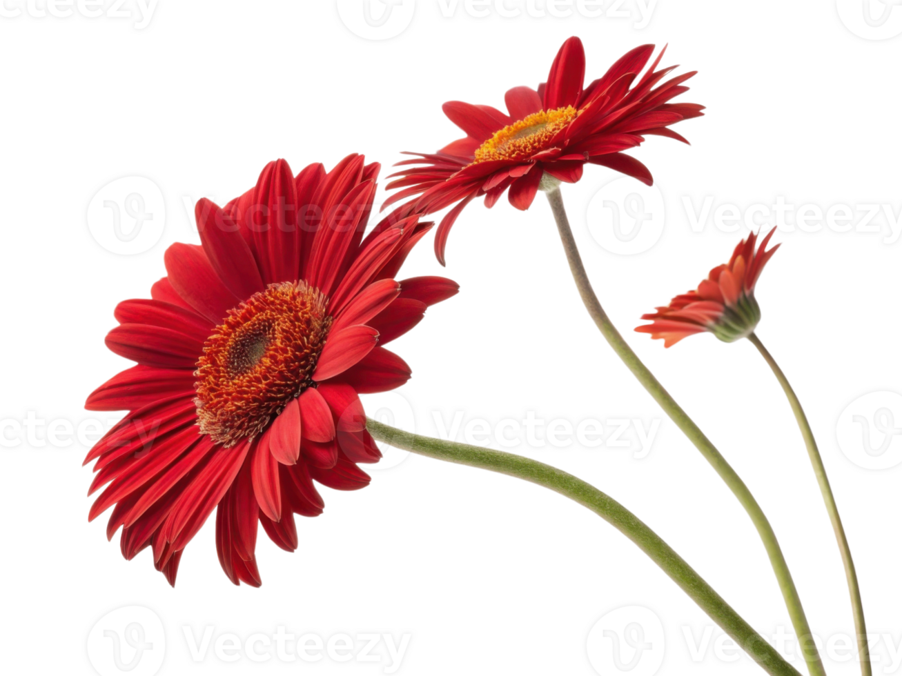 Bright red gerbera daisies stand tall with vibrant petals and intricate centers, showcasing nature beauty and elegance png