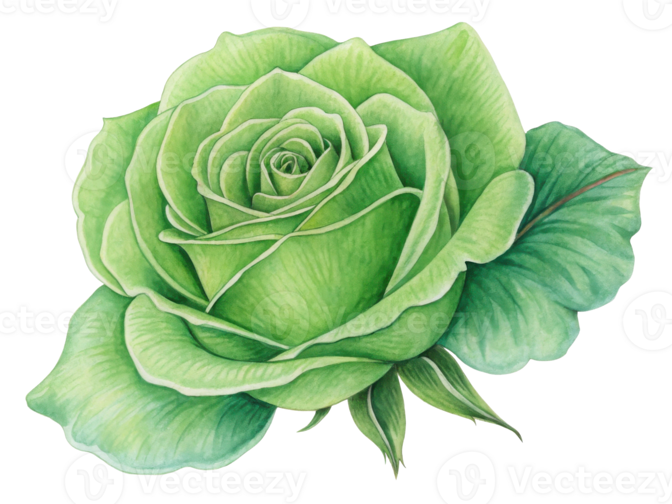 beautiful green rose flower showcases intricate details and vibrant hues, symbolizing nature elegance and beauty png