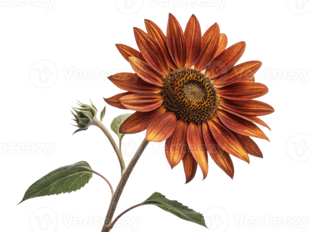 vibrant sunflower stands tall with rich orange petals and dark center, radiating warmth and beauty in any setting png
