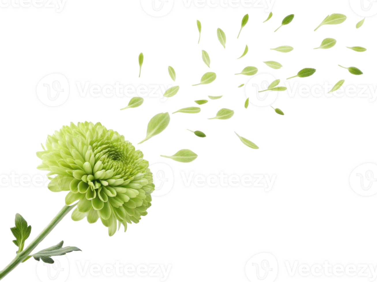 vibrant chrysanthemum flower releases delicate green petals, creating serene and enchanting atmosphere in nature beauty png