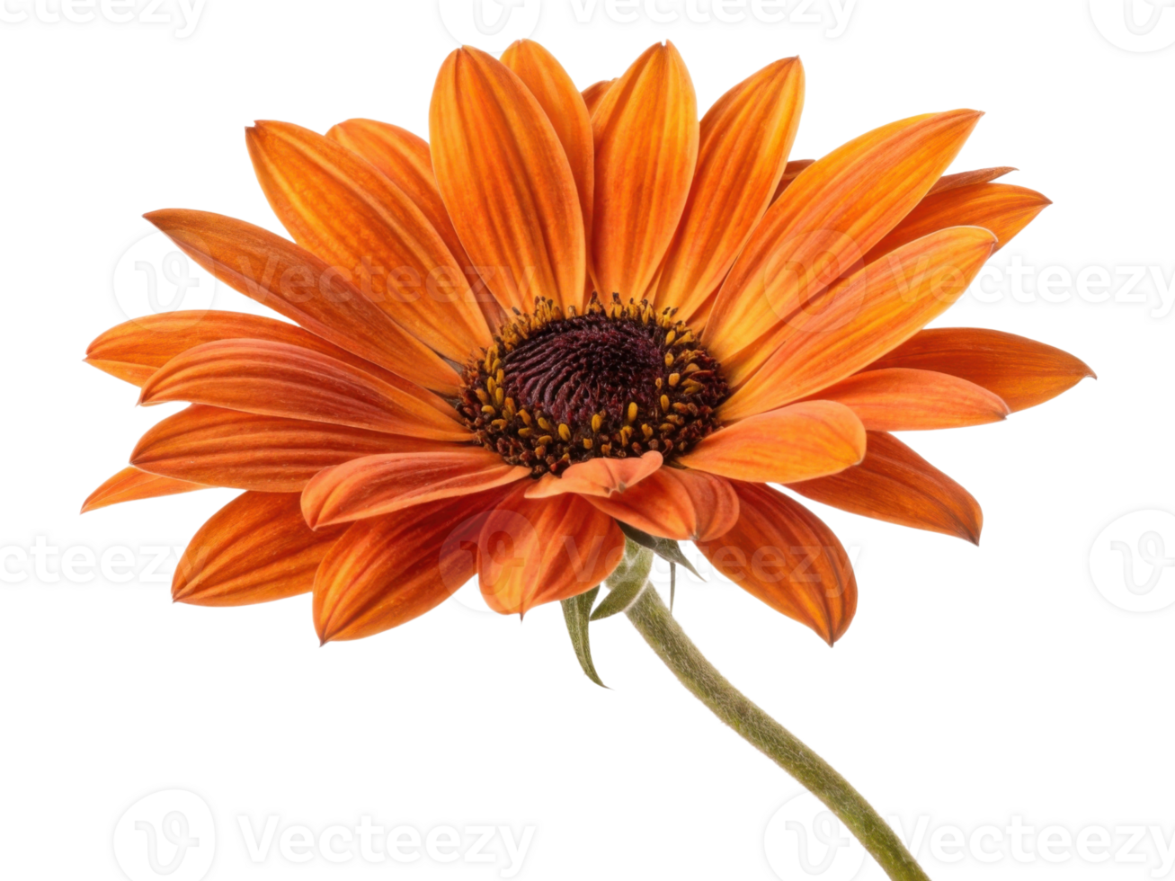 vibrant sunflower with striking orange petals showcases its beauty against clean background, radiating warmth and joy png