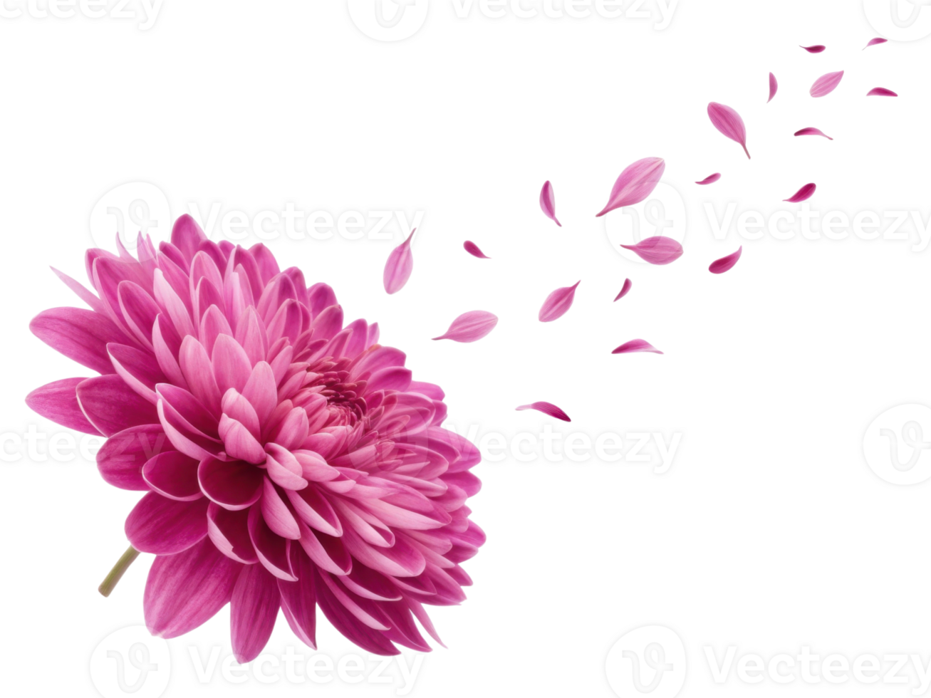 vibrant chrysanthemum flower in pink hues releases delicate petals, creating beautiful and serene atmosphere png