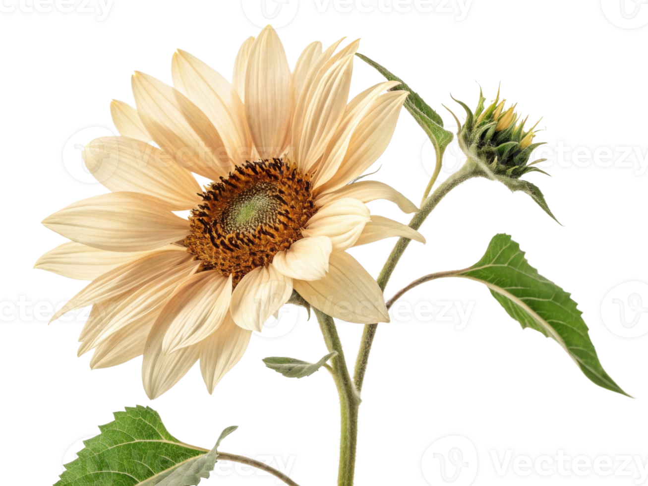 beautiful sunflower stands tall with its creamy petals and vibrant center, showcasing nature elegance and charm png