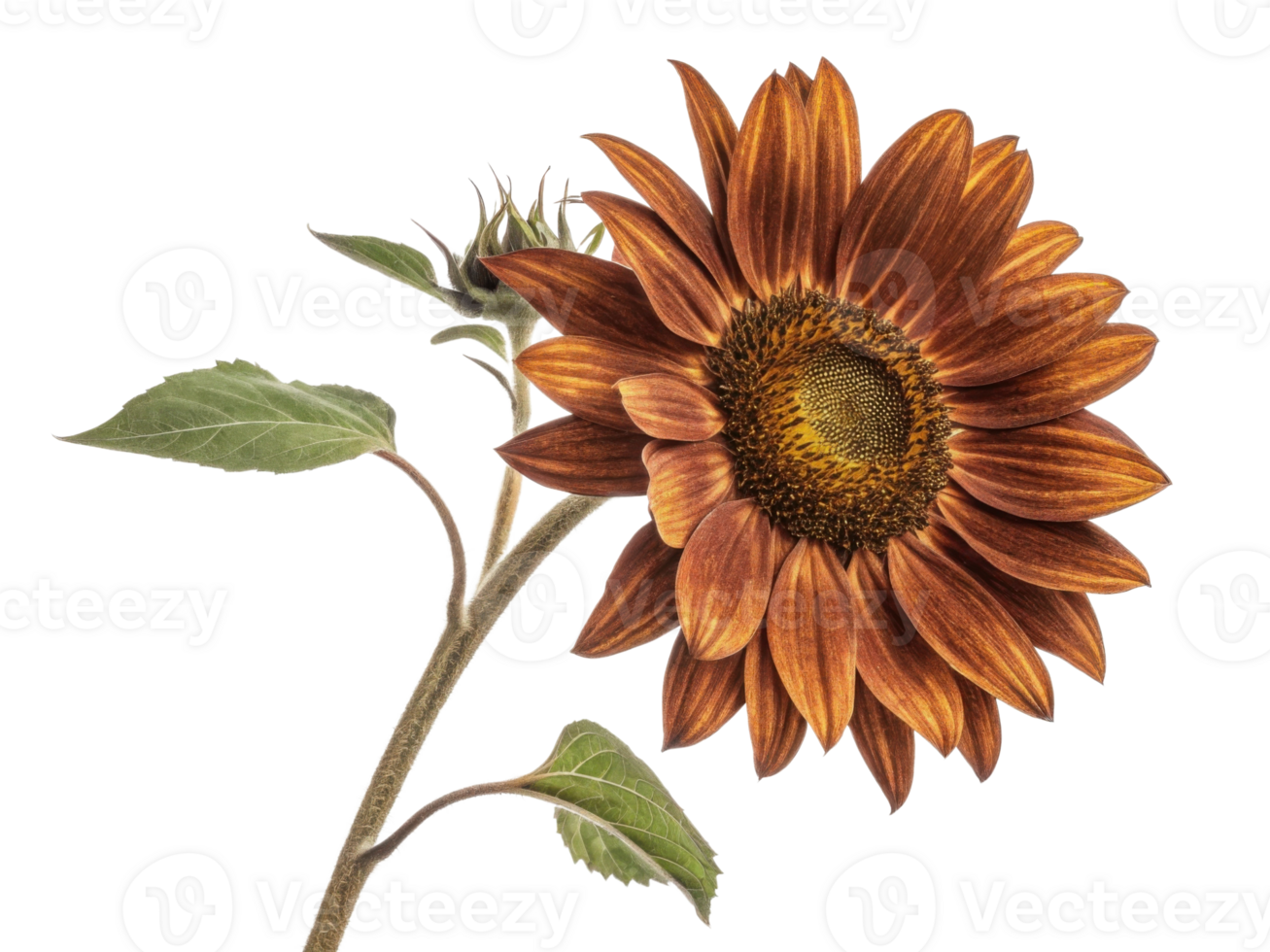 vibrant sunflower stands tall with its rich golden petals and intricate center, symbolizing warmth and positivity in nature beauty png