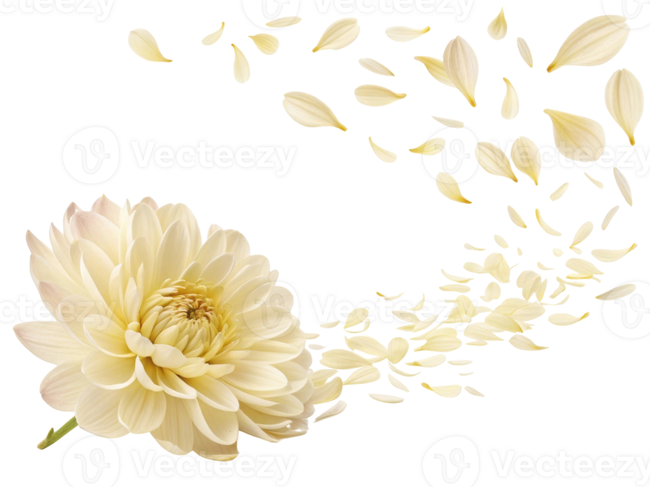 beautiful chrysanthemum flower with delicate petals gracefully falling, creating serene and elegant atmosphere png