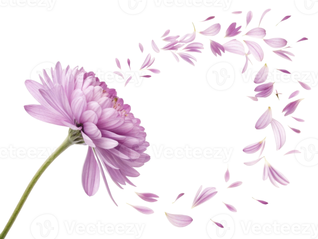 beautiful chrysanthemum flower gracefully releases its delicate petals, creating stunning visual display of nature elegance and charm png