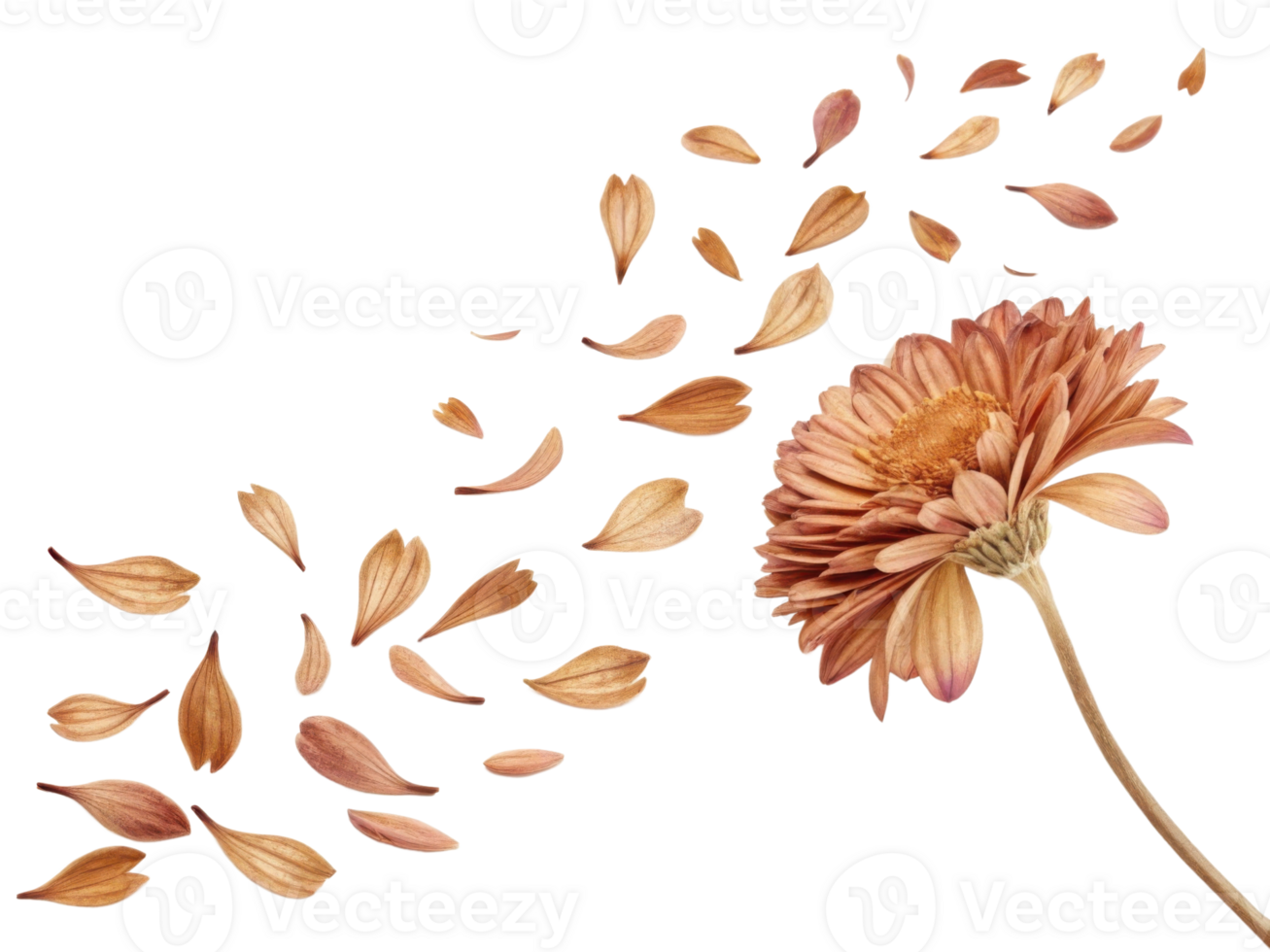 beautiful chrysanthemum flower with delicate petals gracefully falling around it creates serene and artistic atmosphere png