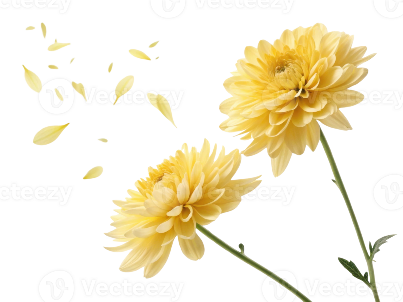 Charming yellow chrysanthemums bloom gracefully, their petals dancing in air, creating serene and joyful atmosphere png