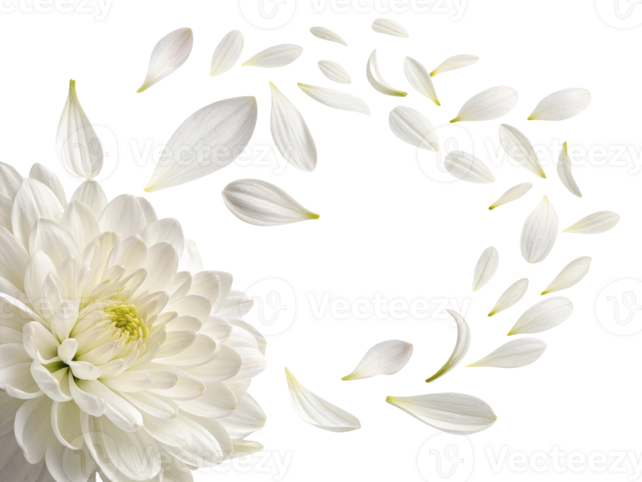 beautiful chrysanthemum flower with delicate white petals gracefully scattered around it creates serene and elegant atmosphere png