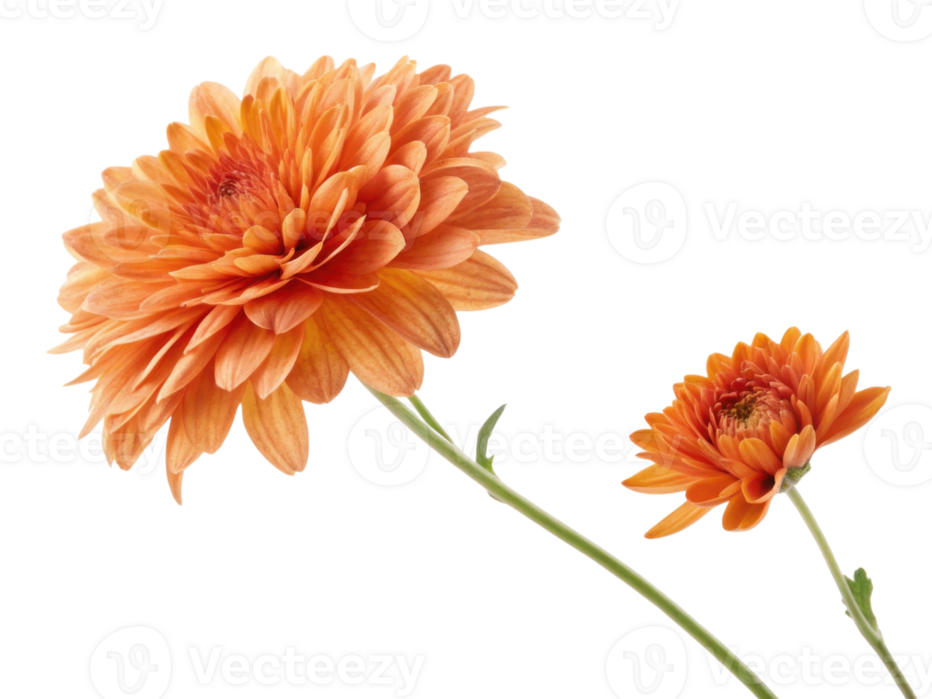 Charming chrysanthemum flowers in vibrant orange hues showcase their beauty and elegance, perfect for brightening any space png