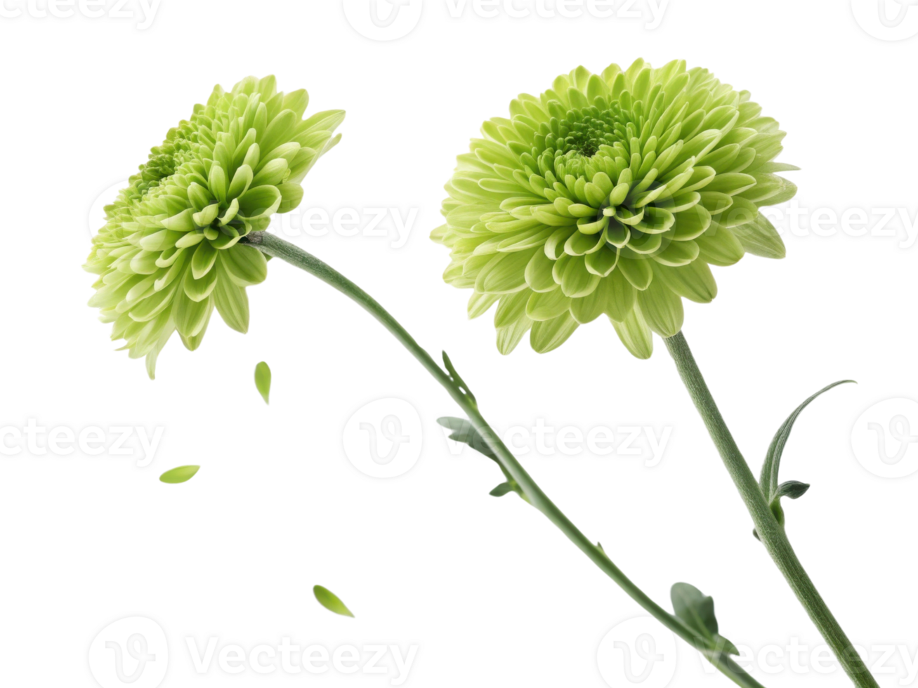 Charming green chrysanthemums bloom gracefully, showcasing their vibrant petals and delicate beauty in serene setting png