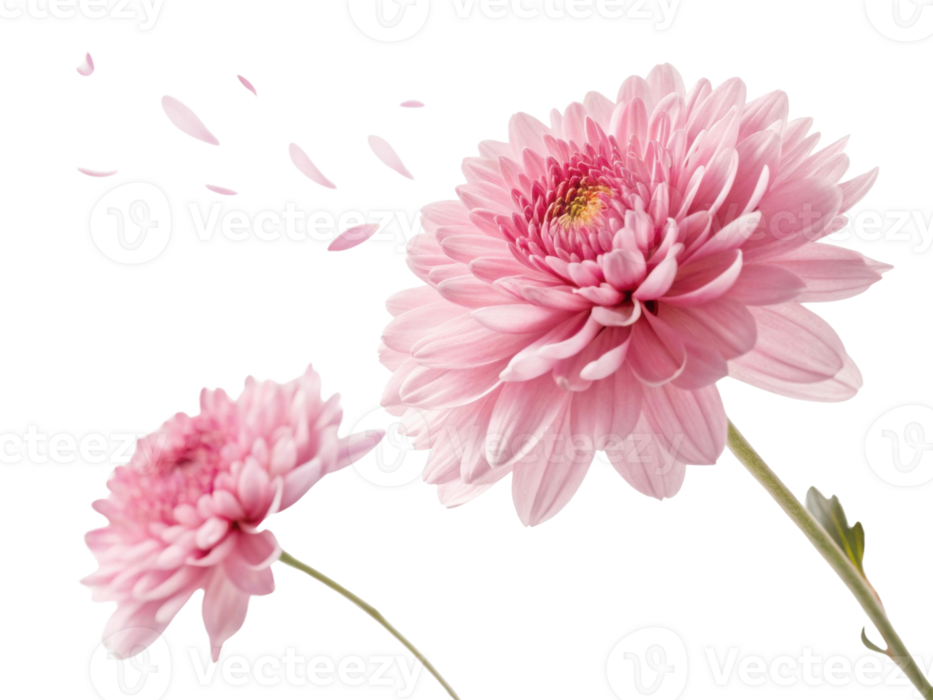 beautiful chrysanthemum flower in soft pink hues showcases delicate petals drifting away, symbolizing grace and elegance png