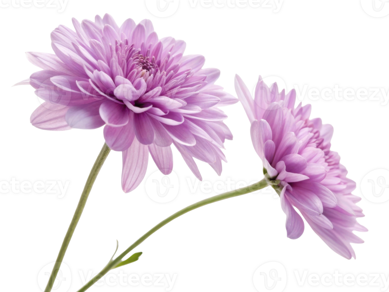 Charming chrysanthemum flowers bloom gracefully showcasing their delicate petals in soft purple hues png
