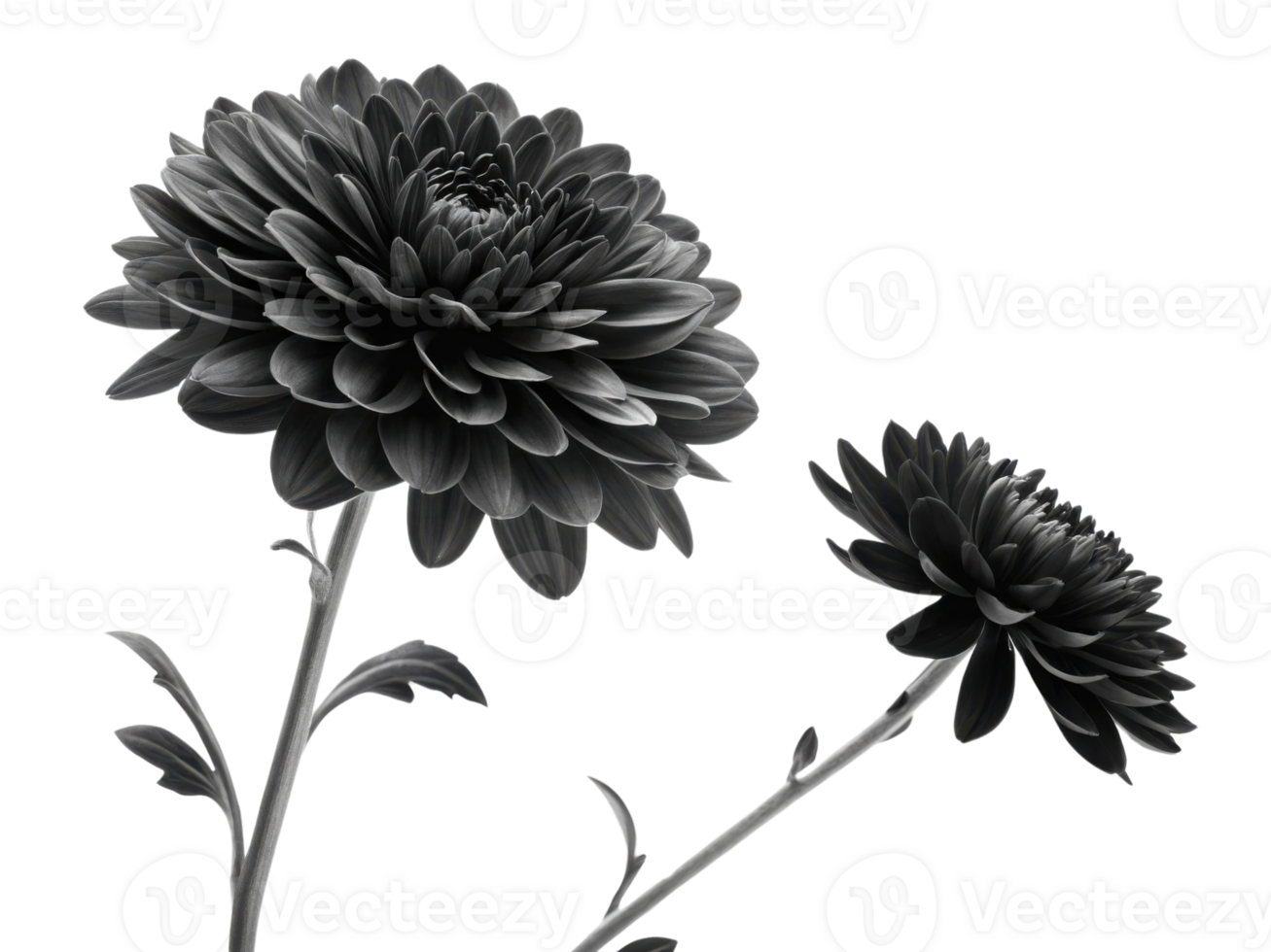 Charming black and white chrysanthemum flower blooms showcase elegance and beauty in serene composition png