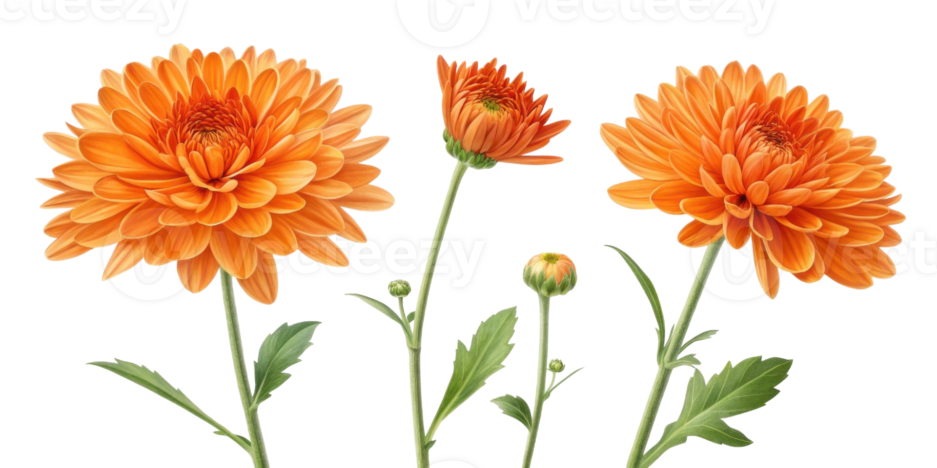 Chrysanthemum flowers bloom vibrantly in shades of orange showcasing their beauty and elegance in any garden or arrangement png