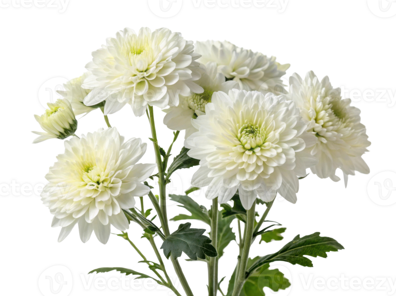 Charming white chrysanthemums bloom gracefully, showcasing their delicate petals and vibrant green leaves, perfect for any floral arrangement png