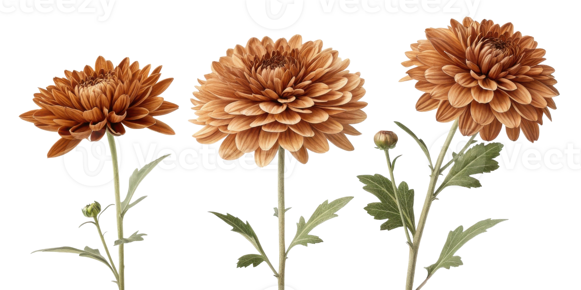 Charming chrysanthemum flowers bloom in warm hues showcasing their intricate petals and vibrant beauty, perfect for any garden png