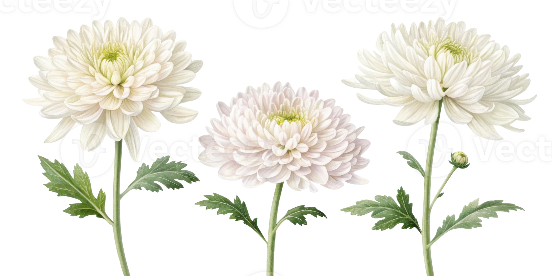 Charming chrysanthemum flowers bloom gracefully, showcasing their delicate petals and vibrant beauty in serene display png