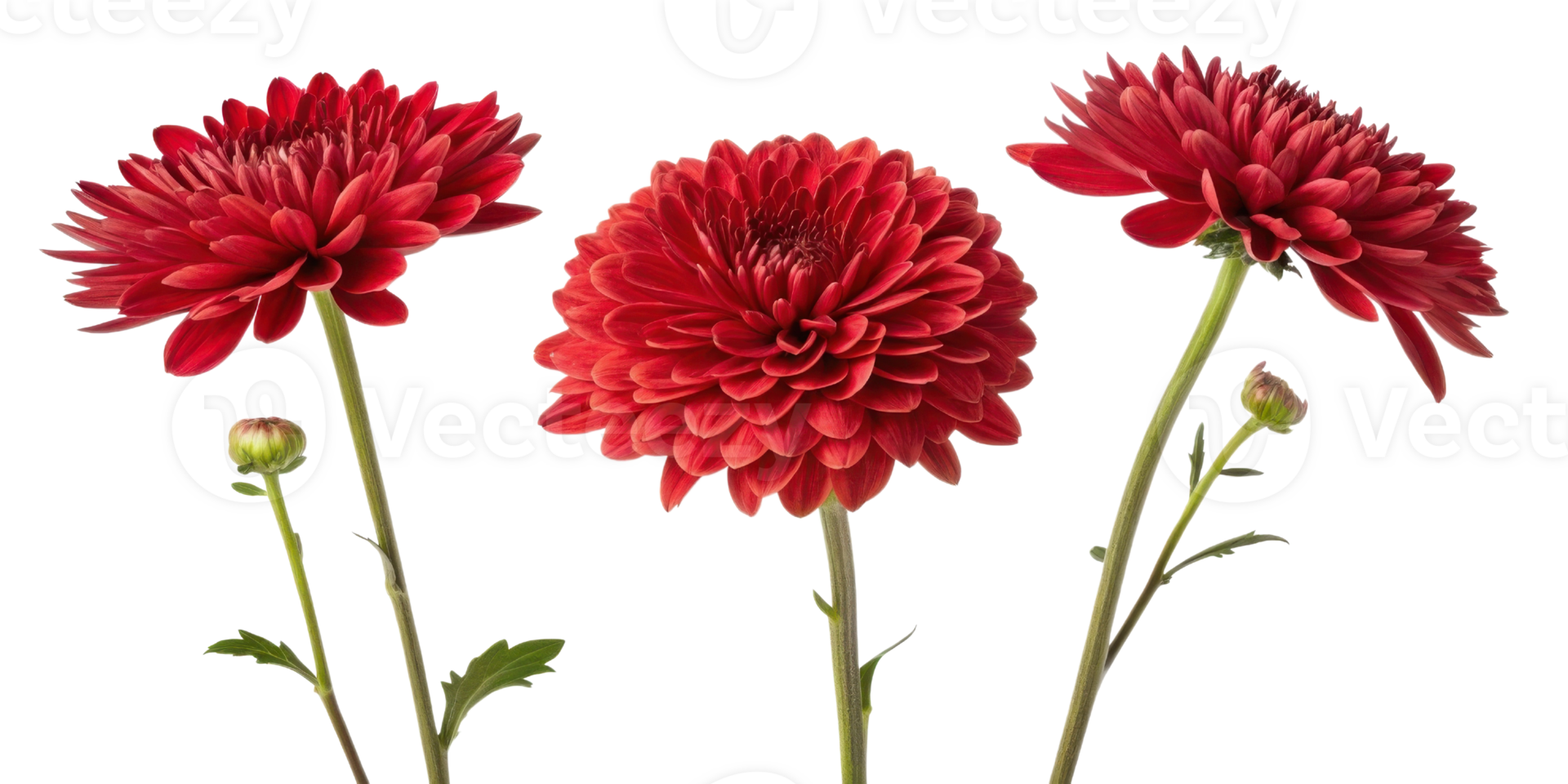 Beautiful red chrysanthemums bloom gracefully, showcasing their vibrant petals and delicate stems, embodying essence of nature artistry png