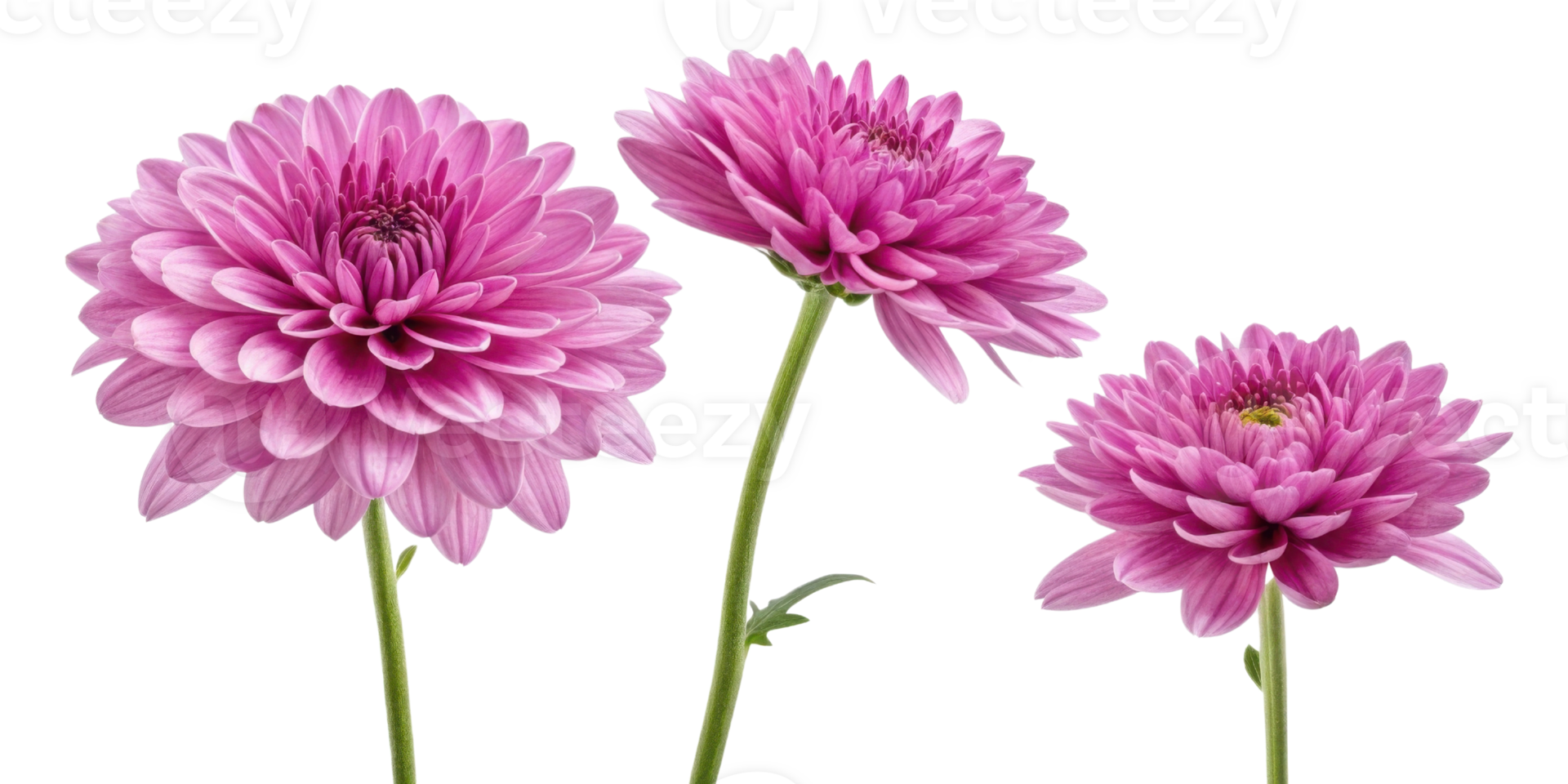 Charming pink chrysanthemums bloom gracefully, showcasing their vibrant petals and delicate beauty in stunning floral display png