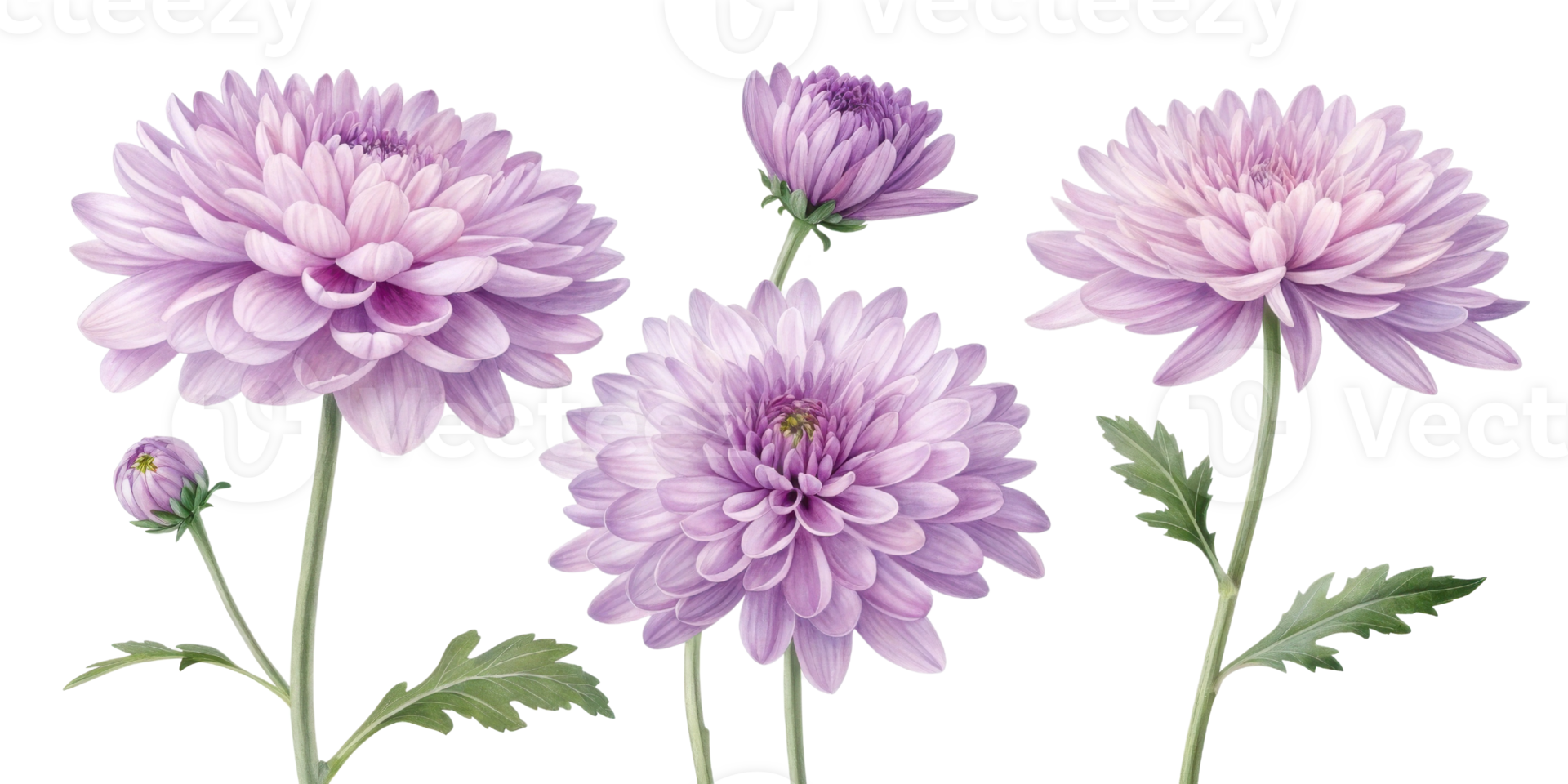 Charming chrysanthemum flowers bloom in soft lavender hues, showcasing their delicate petals and vibrant beauty in nature garden png