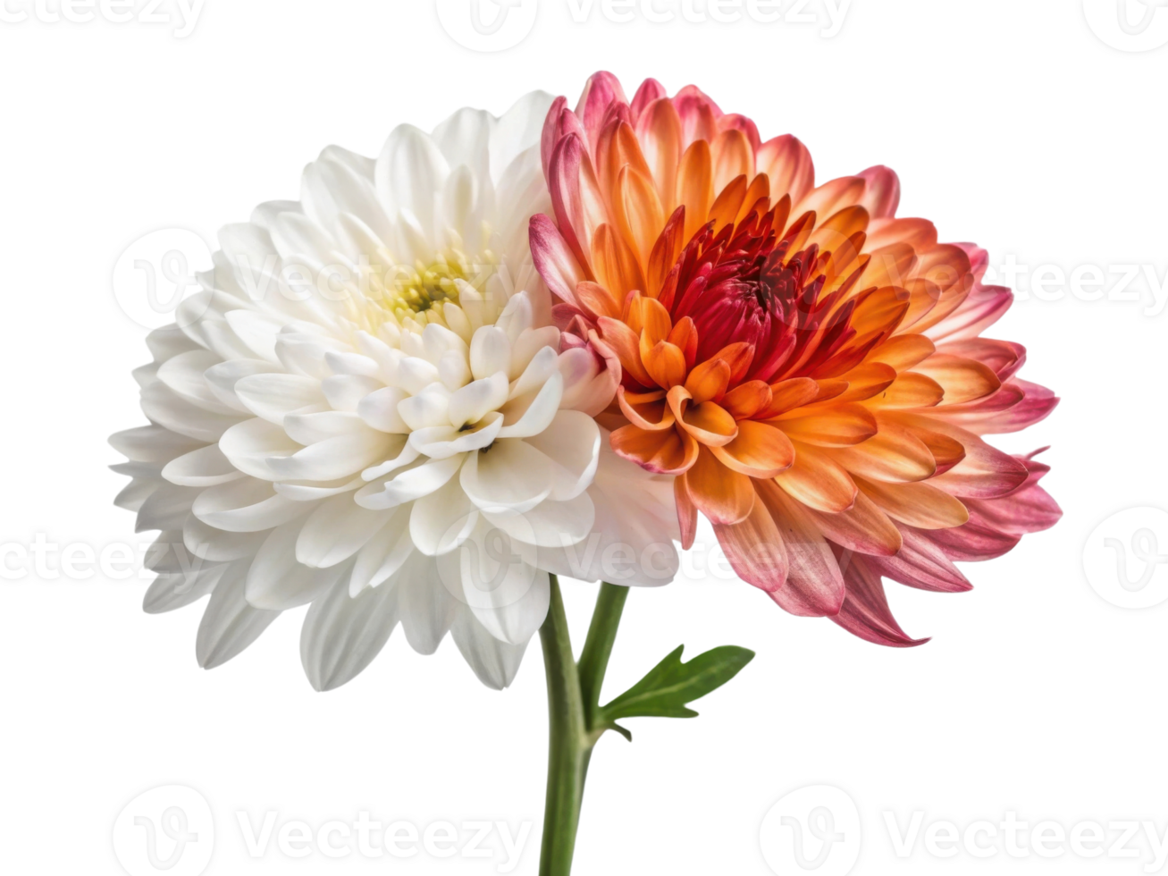 Chrysanthemum flower blooms in vibrant colors showcasing beauty and elegance in nature design png