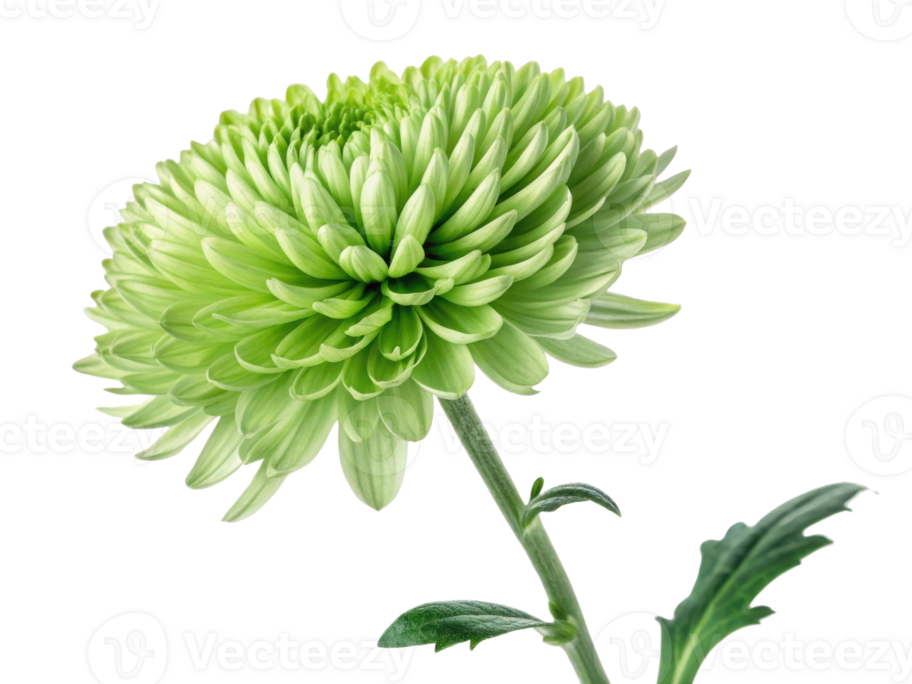 stunning chrysanthemum flower showcases its vibrant green petals, symbolizing beauty and freshness in nature design png