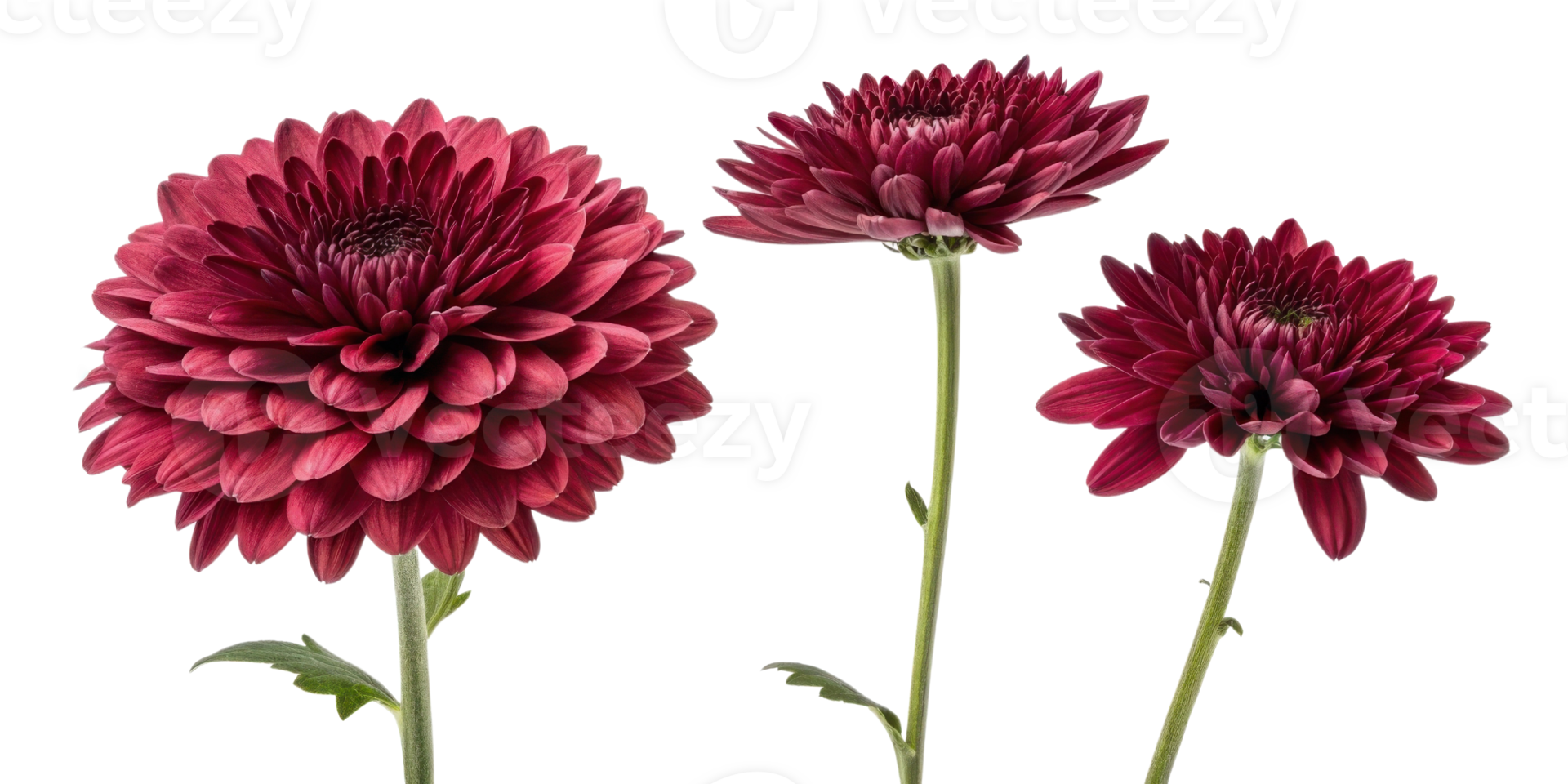 Charming red chrysanthemums bloom gracefully, showcasing their vibrant petals and delicate beauty, perfect for any floral arrangement png