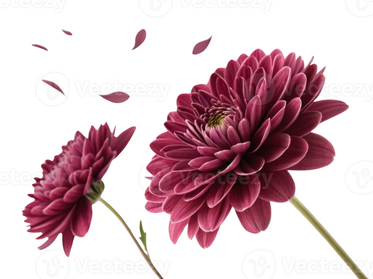 Charming chrysanthemum flowers bloom in rich hues, showcasing their beauty and elegance while petals gently fall around them png