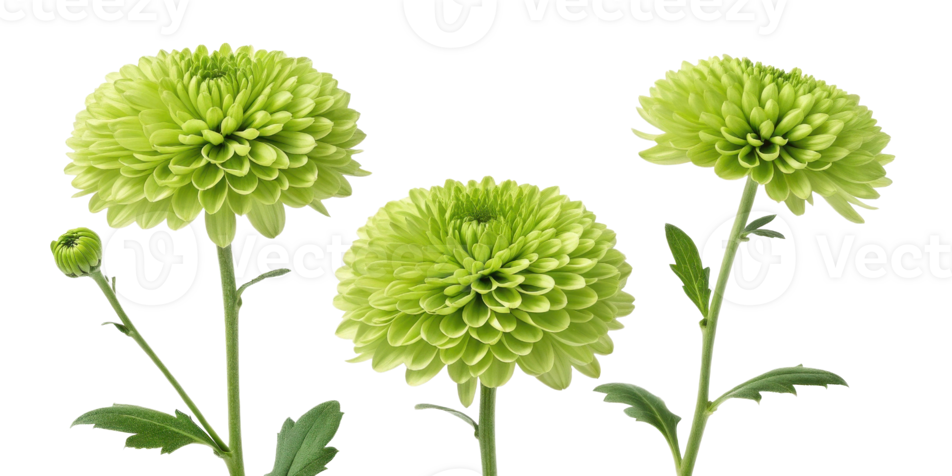 Charming green chrysanthemums bloom beautifully, showcasing their vibrant petals and adding fresh touch to any setting png
