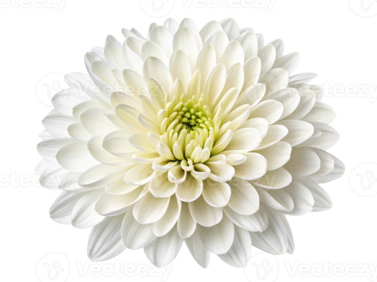 beautiful chrysanthemum flower showcases delicate white petals and vibrant green centers, symbolizing purity and elegance png