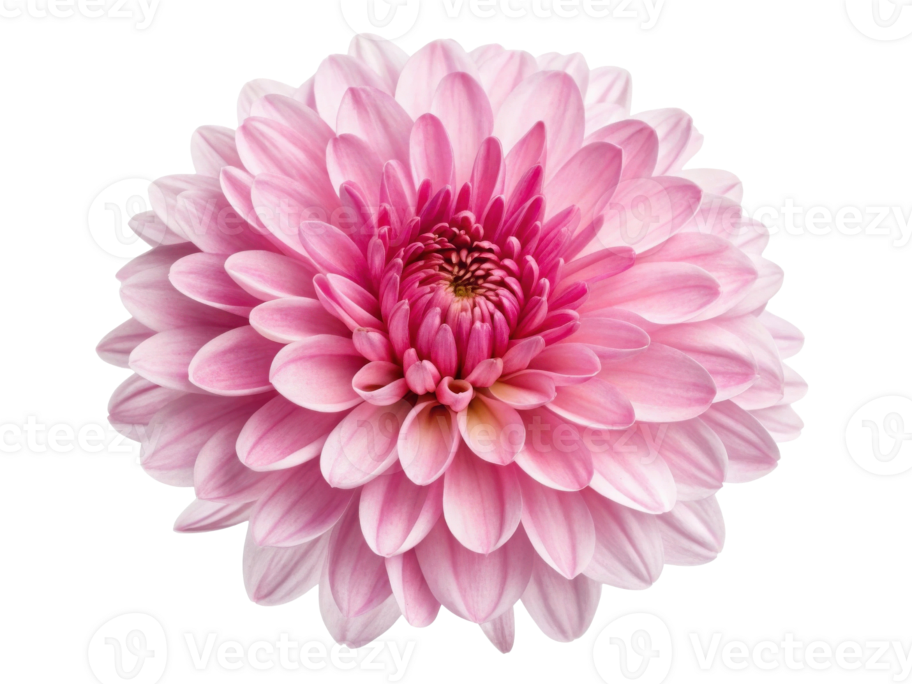 beautiful chrysanthemum flower in soft pink hues showcases its delicate petals and intricate layers, radiating elegance and charm png