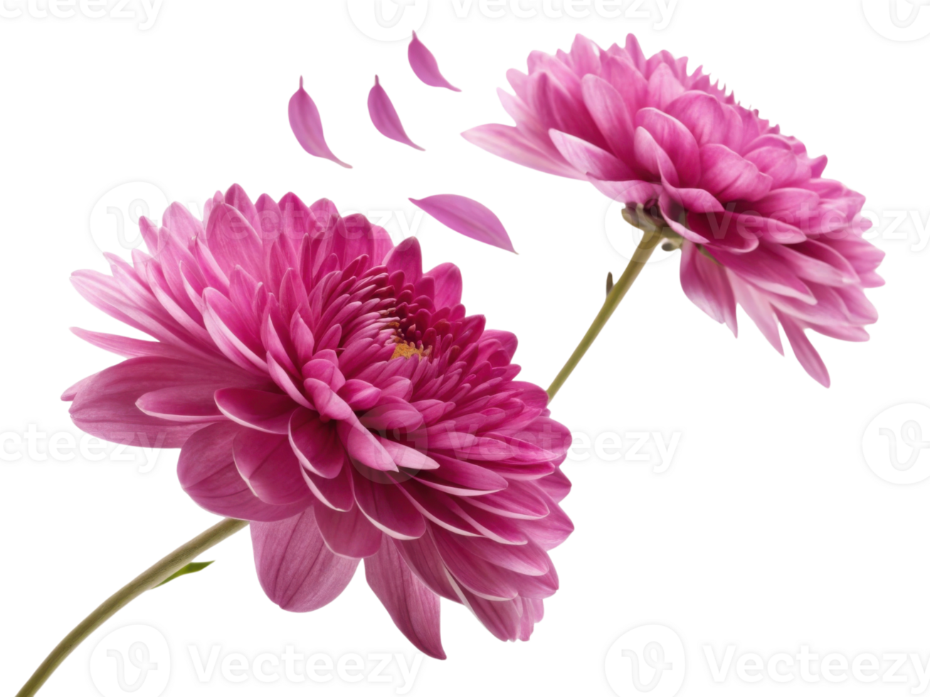 Charming chrysanthemum flowers bloom in vibrant pink hues, showcasing their delicate petals and beauty in nature garden png