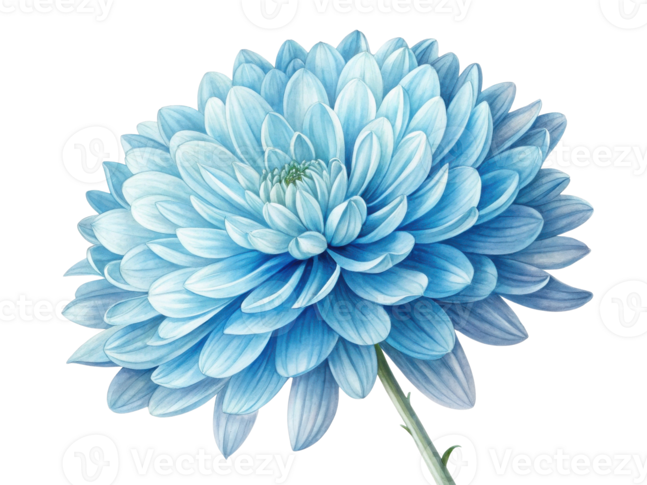 stunning chrysanthemum flower in soft blue hues showcases intricate petals that radiate beauty and elegance, captivating all who behold it png