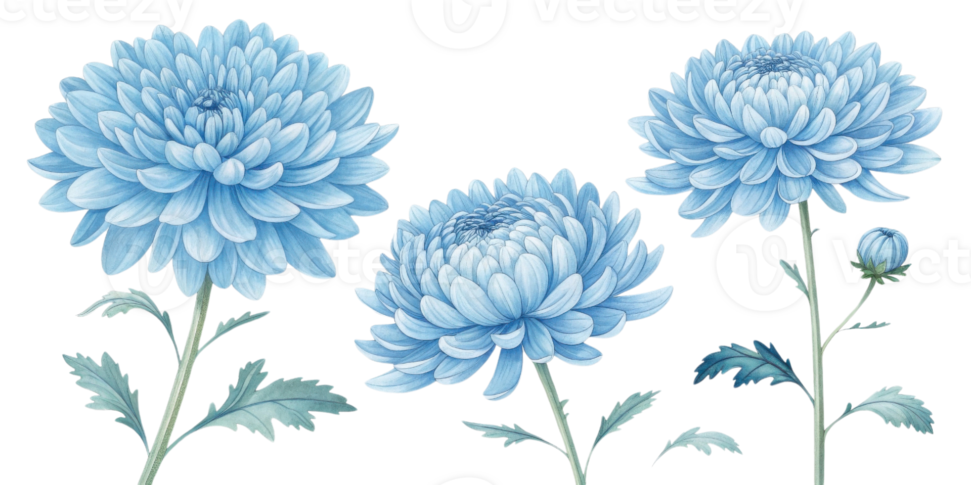 Charming blue chrysanthemums bloom gracefully, showcasing their delicate petals and vibrant beauty, perfect for any floral arrangement png