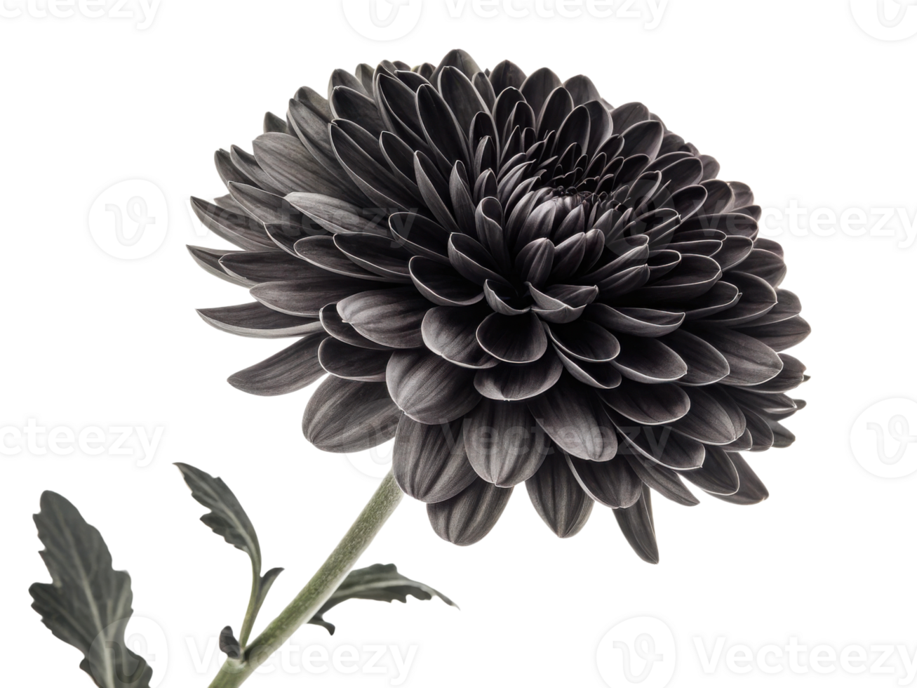 stunning chrysanthemum flower showcases its intricate petals in deep, rich hue, symbolizing elegance and beauty in nature png