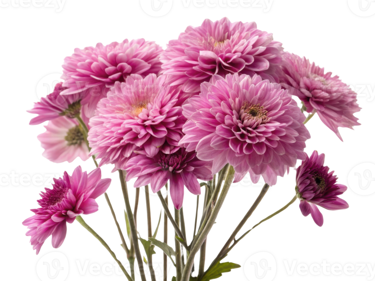 Beautiful pink chrysanthemums bloom gracefully, showcasing their vibrant petals and delicate charm, perfect for any floral arrangement png