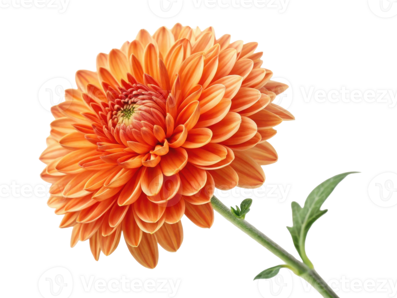 vibrant chrysanthemum flower in stunning orange hues showcases its intricate petals and natural beauty, perfect for brightening any space png