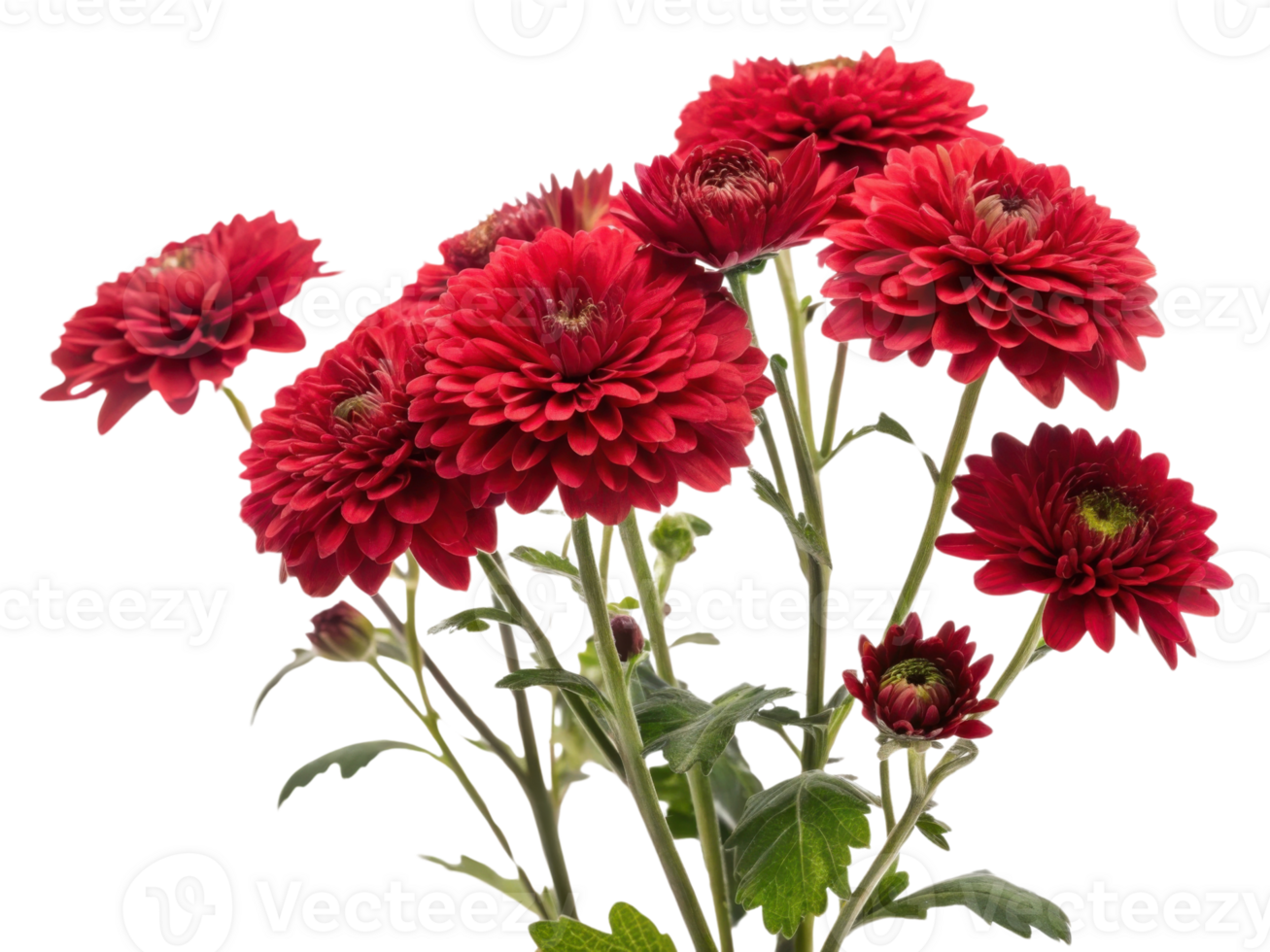 Vibrant red chrysanthemums bloom beautifully, showcasing their intricate petals and lush green leaves, perfect for brightening any space png