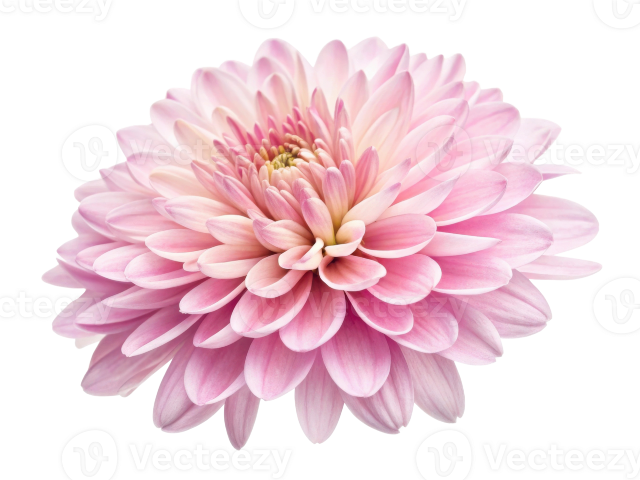 beautiful chrysanthemum flower in soft pink hues showcases delicate petals that radiate elegance and charm png