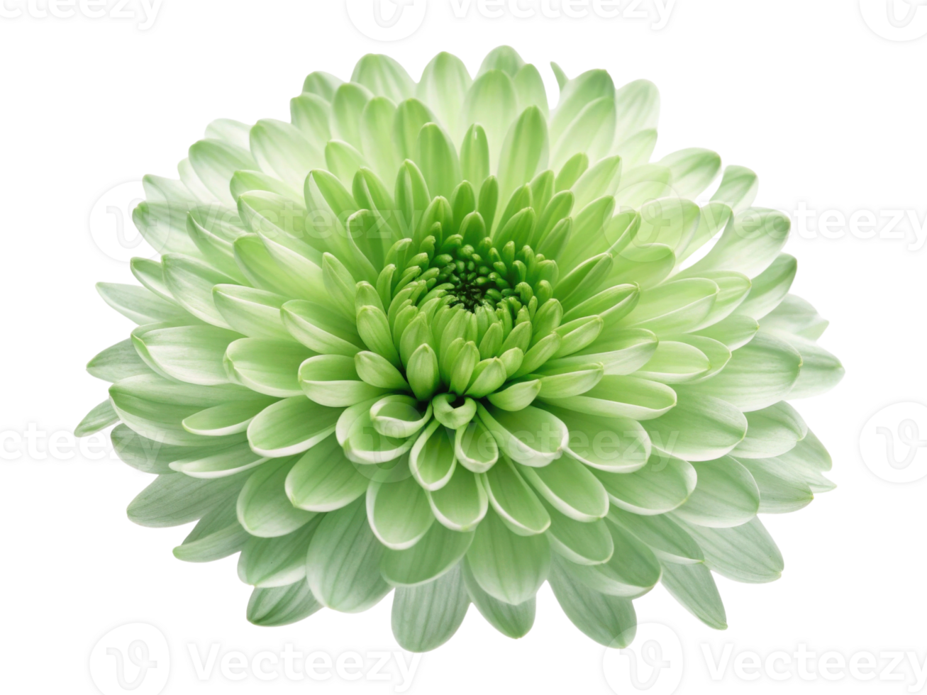 beautiful chrysanthemum flower in vibrant green showcases its intricate petals and natural elegance, perfect for any floral arrangement png